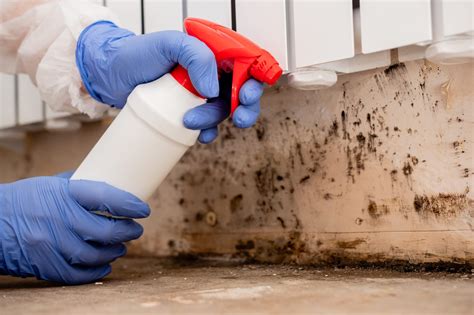 Mold Remediation Vs Mold Removal Everything You Need To Know