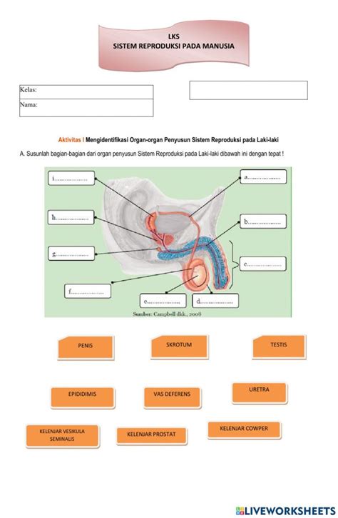 Organ Penyusun Sistem Reproduksi Pada Perempuan Haloponsel Com