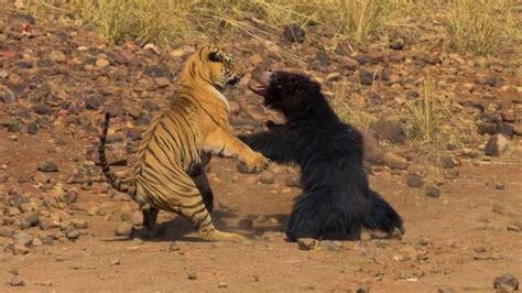 LUTA REAL TIGRE VS URSO PREGUIÇA real fight tiger vs sloth bear