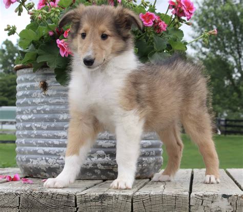 Collie Lassie Puppy Lindsey