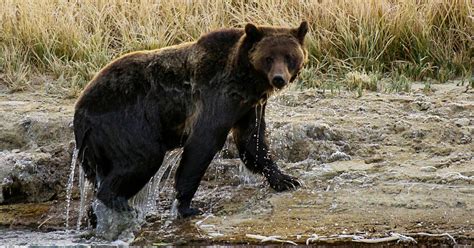 Grizzlies Return To Washington Plan Offers For Restoring Grizzlies