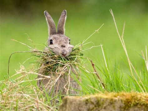 When do baby rabbits leave the nest in the wild