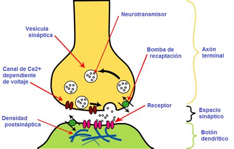 Neurociencia La Sinapsis