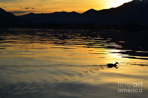 Duck Swimming Photograph By Mats Silvan Fine Art America