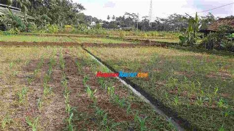 Antisipasi Kekeringan Sawah Tadah Hujan Di Ciamis Ditanami Jagung