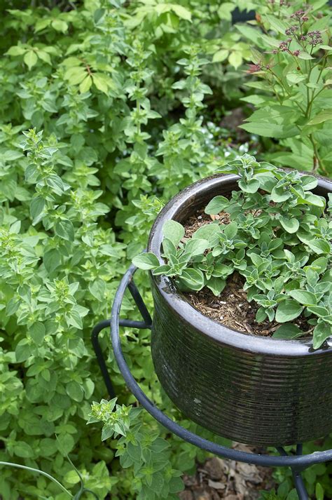 Everything You Need To Know About Growing Oregano Kitchn