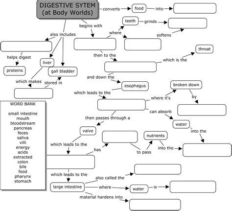 human digestive system worksheet answer key worksheetfun