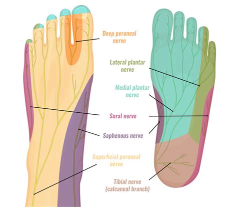 Medial Calcaneal Nerve Entrapment Symptoms And Treatment