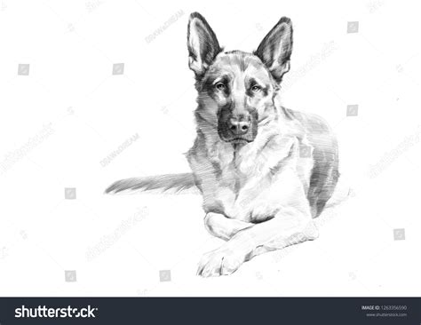 Highly Detailed Hyper Realistic Pencil Sketch Of A German Shepherd