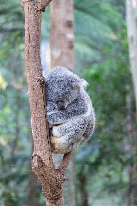 Sleepy Koala Bear Animal Stock Photos Creative Market