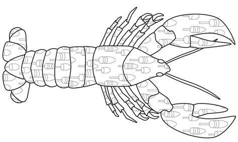 Free Printable Lobster Coloring Page