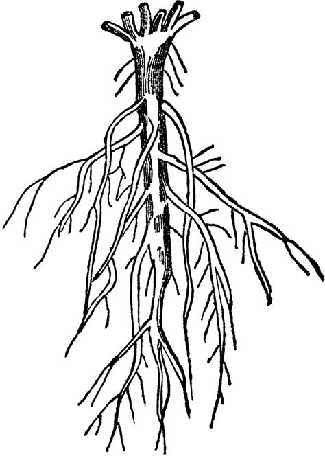 Clip Art Tree Black And White With Roots Png Clipart