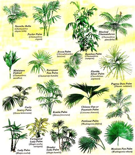 Grow Tropical Palms At Home Organic Gardening Mother Earth News