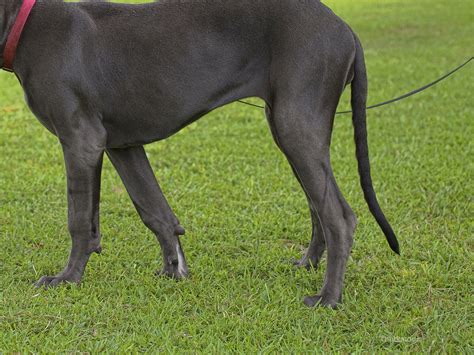 Lymphoma in dogs is an aggressive cancer that can metastasize very quickly. Limber Tail Syndrome: Why is My Dog's Tail Limp?