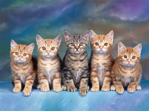 Double Cat Wallpaper Pixelstalknet
