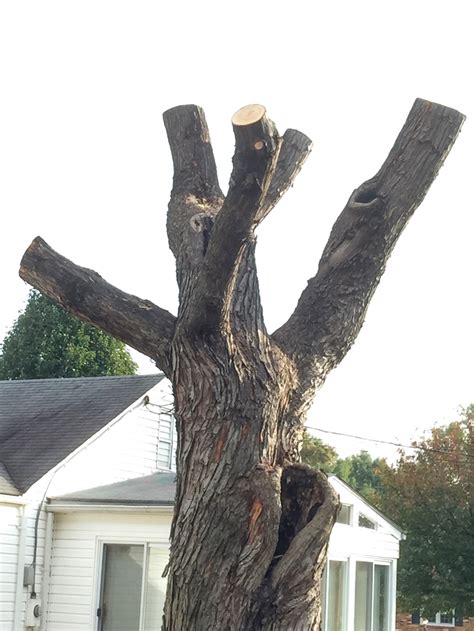 Improper Pruning Can Destroy Your Trees Wood Acres Tree Specialists