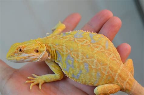 Know Different Types Of Bearded Dragons Pets Nurturing