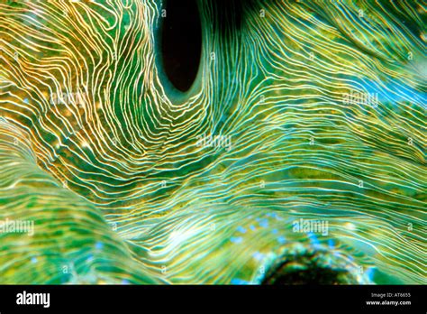 Giant Clam Mantle Detail Tridacna Gigas Rongelap Marshall Islands N
