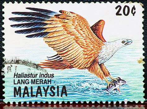 Other places to buy stamps. Malaysia 1996 Birds of Prey stamp - Lang Merah | Aves