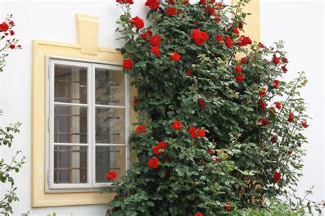 How To Grow Climbing Roses In Pots Pansy Maiden