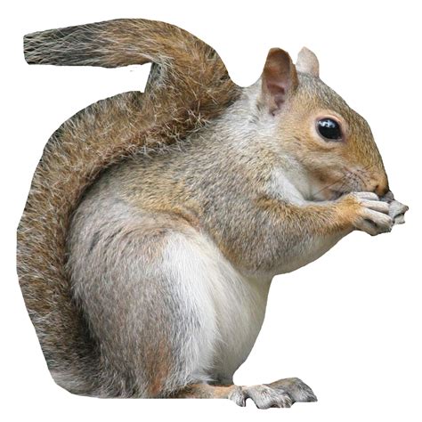 Download Squirrel Eating Nut Animal Squirrel Royalty Free Stock