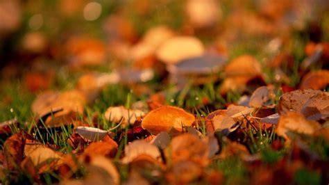 Autumn Leaves Mac Wallpaper Download Allmacwallpaper