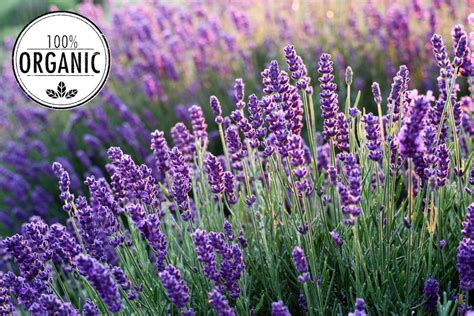Organic Lavender Essential Oil From Ahimsa Oils