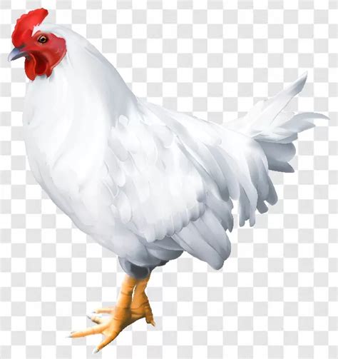 Chicken Free Png Image Downloads Transparent Background Free Download PNG Images