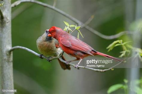 North Central Cardinals Photos And Premium High Res Pictures Getty Images