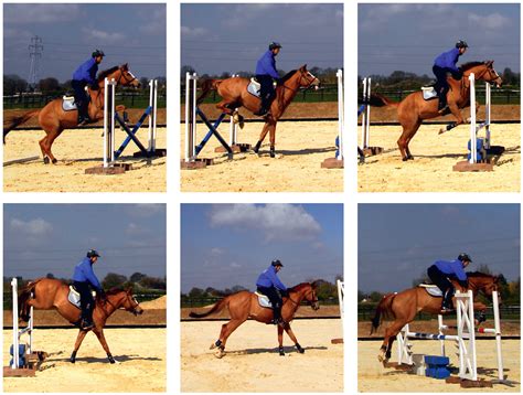 Exercise Bounce Show Jumping Equestrian Horses
