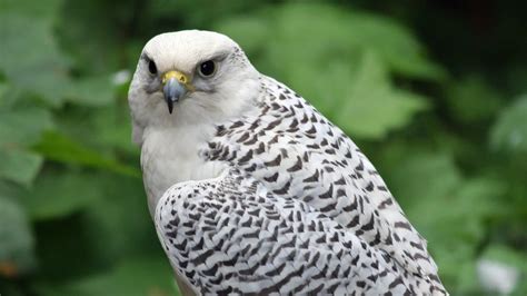 How Far Can A Gyrfalcon See Falconry Advice