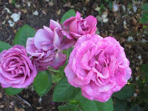 Beautiful Bright Closeup Purple Roses Blooming In Summer 2021 Stock