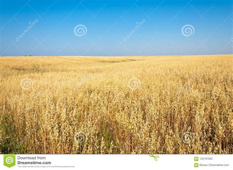 Summer Is Ripe Barley Field Stock Photo Image Of Grain Barley 122167842