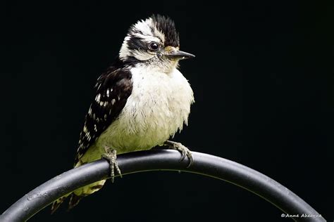 Juvenile Downy Woodpecker Anne Ahearne Flickr