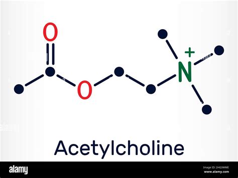 Acétylcholine Molécule Dachil Sagit Dun Neurotransmetteur