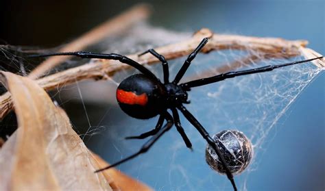 Finding The Best Spider Pest Control Specialist Bettertogetherscotland