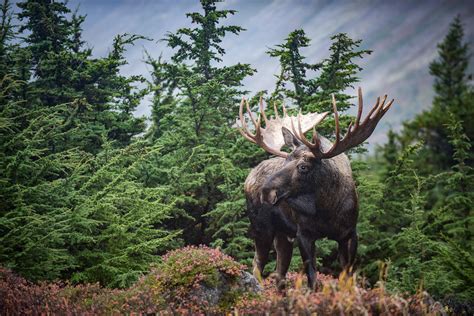 Another Bull Moose Sean Crane Photography
