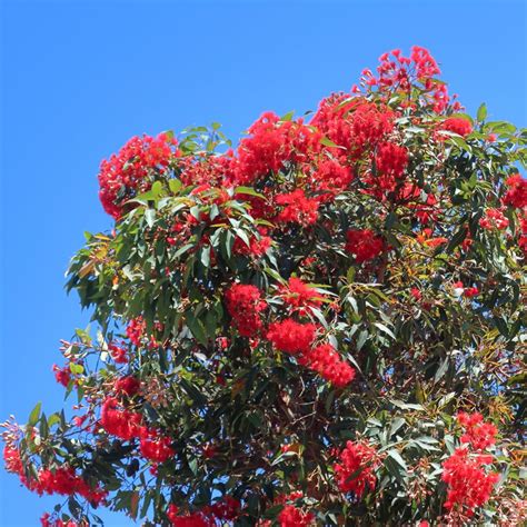 Corymbia Ficifolia Eucalyptus Ou Gommier Rouge Arbre à Floraison