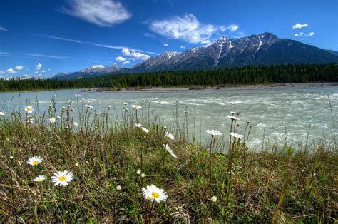 rivers,-of,-canada,-parks,-landscape,-daisies,-mount-wallpapers-hd-desktop-and-mobile-backgrounds