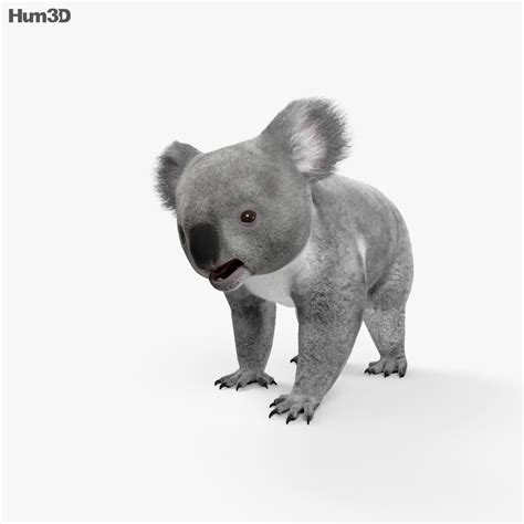 Koala Hd 3d Model Animals On Hum3d