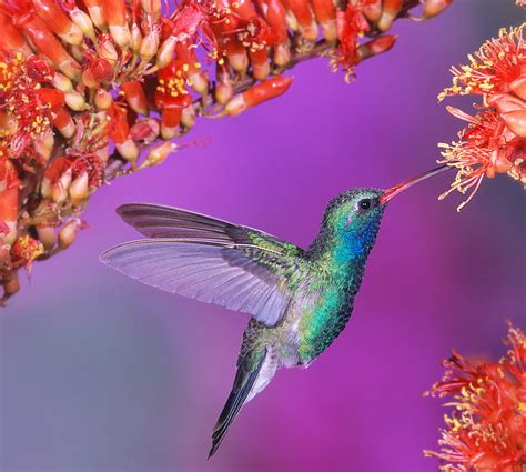 Hummingbird Animals Bird Pets Hd Wallpaper Peakpx
