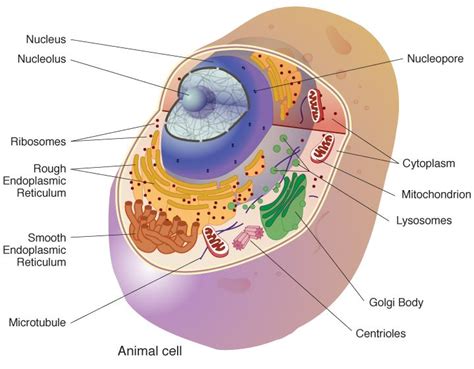 Cell Biology Creative Diagnostics