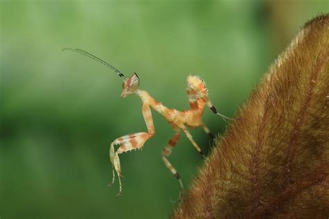 Insects Mantis Mante Religieuse Nature Macro Closeup Zoom