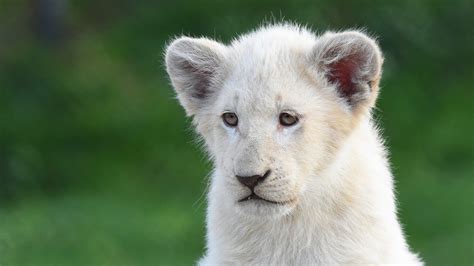 White Lion With Shallow Background Hd Lion Wallpapers Hd Wallpapers