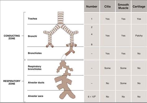 Structure Of The Respiratory System Respiratory Physiology