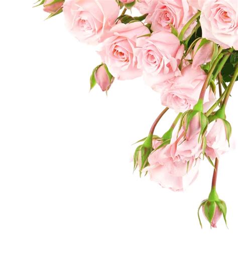 Flower Border Pink Images Search Images On Everypixel