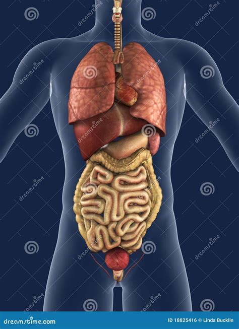 Diagram Of Human Body Organs Front And Back Woman ~ Organs Body Human