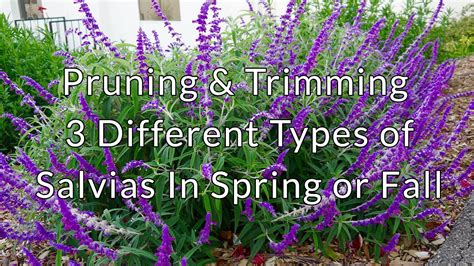 Pruning And Trimming 3 Different Types Of Salvias In Spring Or Fall Youtube