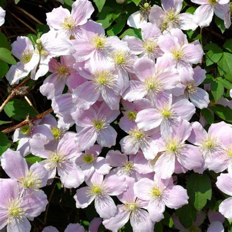 Clematis Fragrant Spring Caragh Nurseries