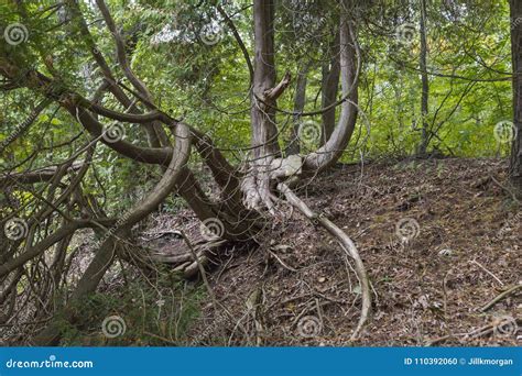 Gnarled Oak Tree All Twisted In A Forest Stock Photo Image Of Green